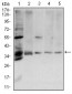 ANXA5 Antibody